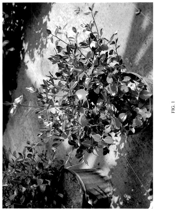 Figure 1 of US plant patent PP35609, the photograph of FARROWCJFRF printed in the patent.