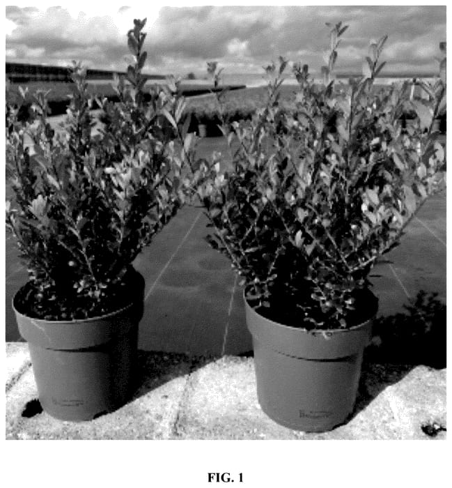 Figure 1 of US plant patent PP35610, the photograph of Jenny printed in the patent.