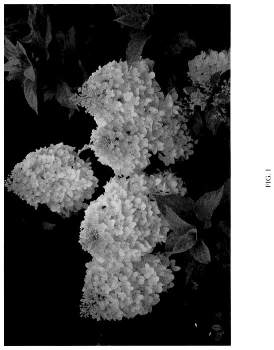 Figure 1 of US plant patent PP35611, the photograph of COUHACINQ printed in the patent.