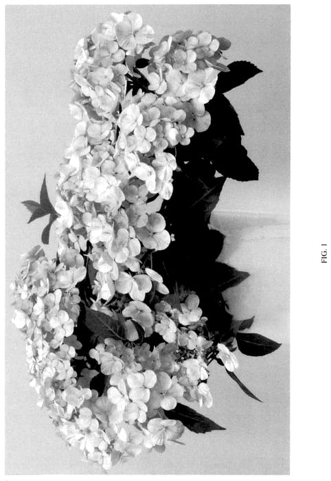 Figure 1 of US plant patent PP35612, the photograph of WNHYDFBWMH printed in the patent.