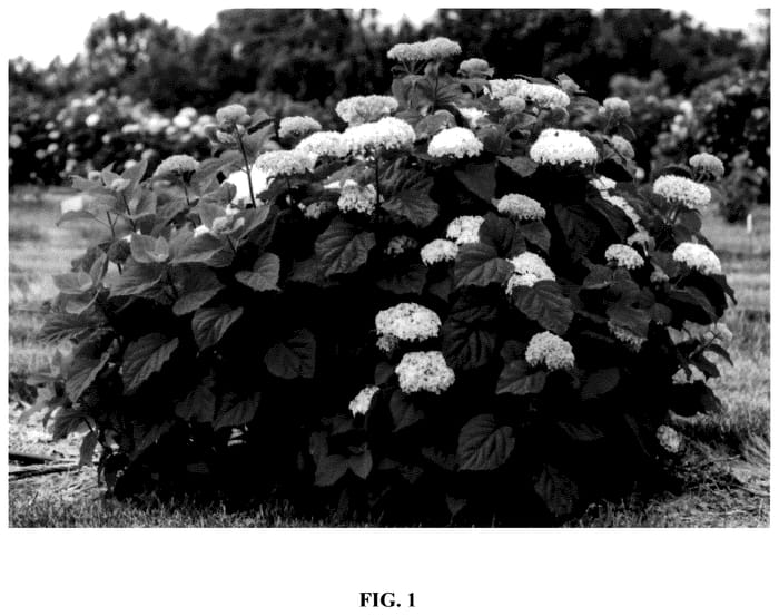Figure 1 of US plant patent PP35613, the photograph of BAIful printed in the patent.