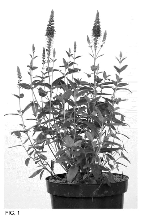 Figure 1 of US plant patent PP35614, the photograph of Allvbaby printed in the patent.