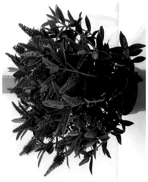 Figure 1 of US plant patent PP35615, the photograph of HOP104 printed in the patent.