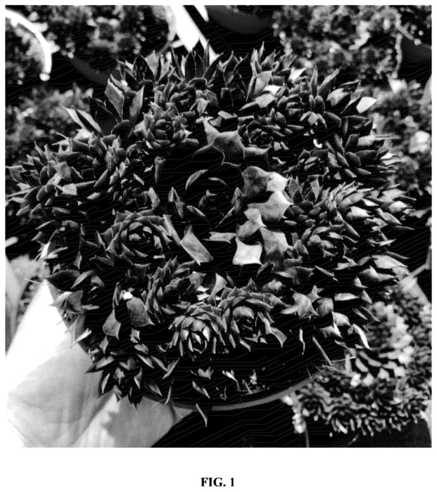 Figure 1 of US plant patent PP35616, the photograph of Belsemmag2 printed in the patent.