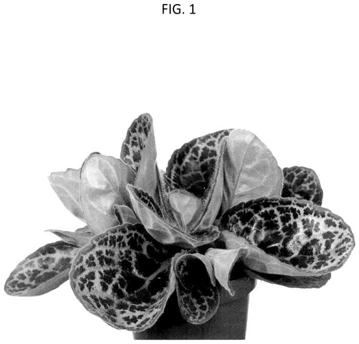 Figure 1 of US plant patent PP35617, the photograph of PREESMANPT2 printed in the patent.
