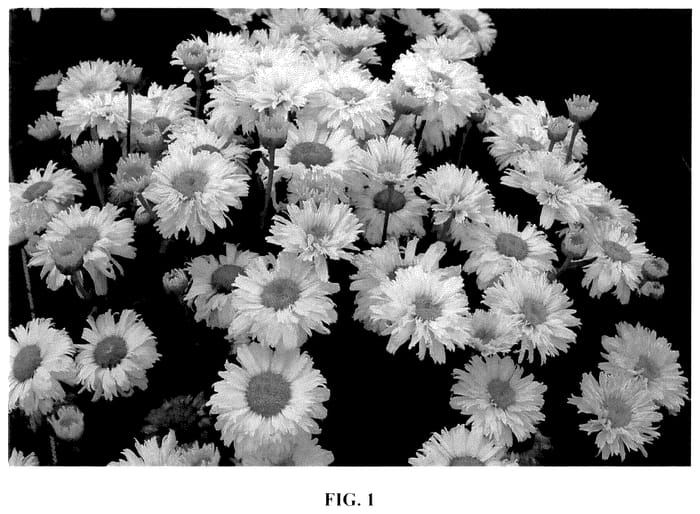 Figure 1 of US plant patent PP35618, the photograph of Lemon Meringue printed in the patent.