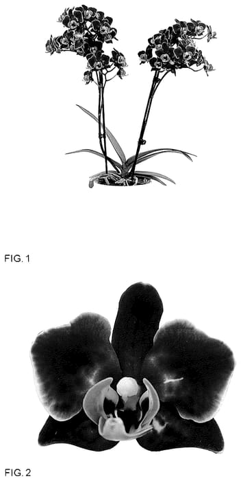 Figure 1 of US plant patent PP35620, the photograph of MI01764 printed in the patent.