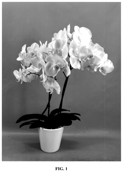 Figure 1 of US plant patent PP35621, the photograph of PHA567431 printed in the patent.