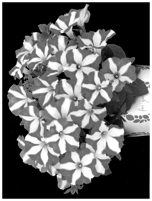 Figure 1 of US plant patent PP35622, the photograph of Dopetsmarwipin printed in the patent.