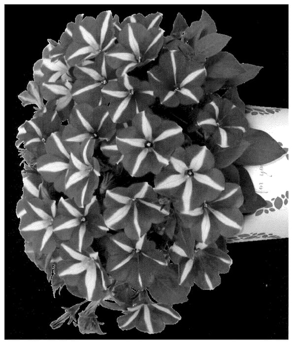Figure 1 of US plant patent PP35623, the photograph of Dopetsmarwired printed in the patent.