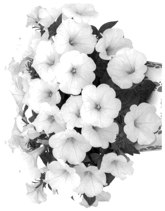 Figure 1 of US plant patent PP35624, the photograph of DOPETSWEEWHI97 printed in the patent.