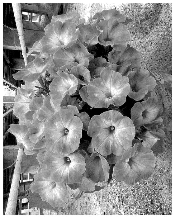 Figure 1 of US plant patent PP35625, the photograph of DOPETSWEEBAPI98 printed in the patent.