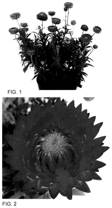 Figure 1 of US plant patent PP35626, the photograph of Bonxer 1856 printed in the patent.