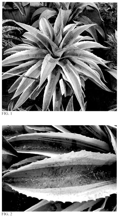 Figure 1 of US plant patent PP35627, the photograph of Whale Shark printed in the patent.