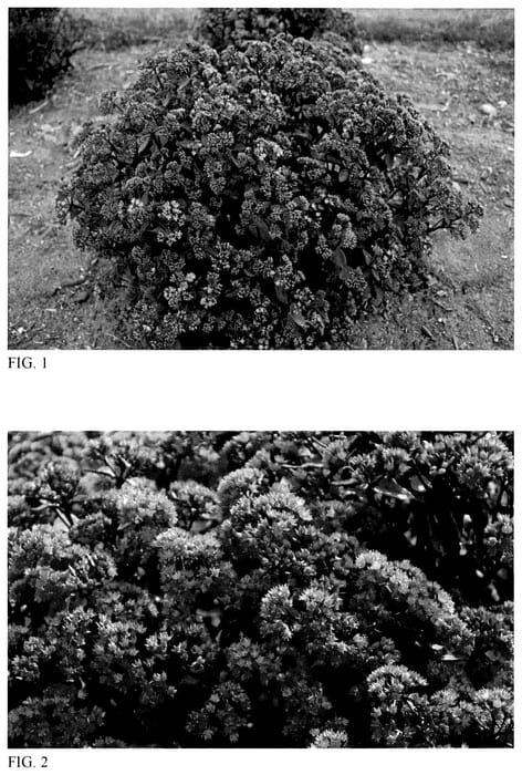 Figure 1 of US plant patent PP35629, the photograph of Strawberry Milkshake printed in the patent.