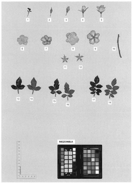 Figure 1 of US plant patent PP35630, the photograph of MEIZONBLA printed in the patent.