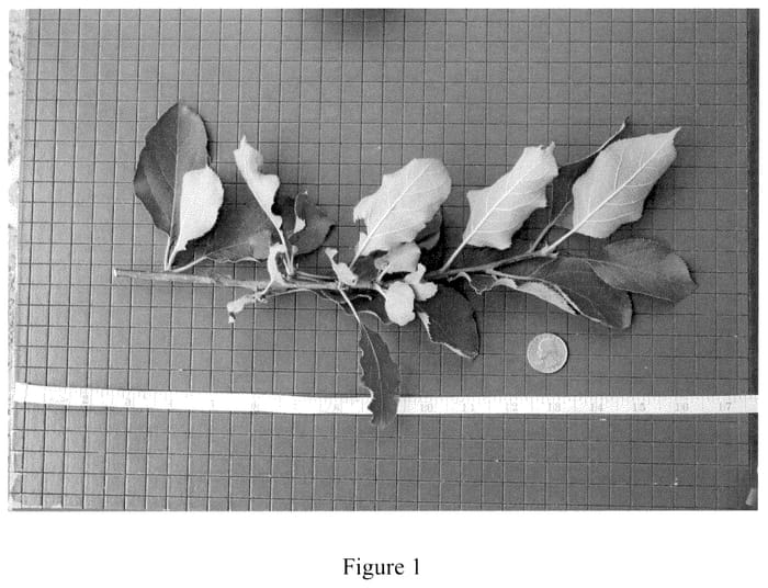 Figure 1 of US plant patent PP35631, the photograph of JHB 619 Cltv printed in the patent.