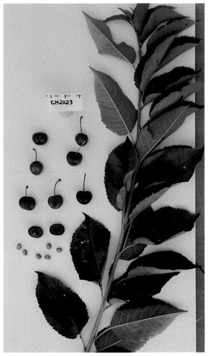 Figure 1 of US plant patent PP35632, the photograph of Sucherry2 printed in the patent.