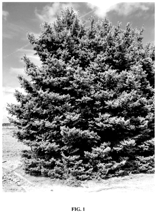 Figure 1 of US plant patent PP35633, the photograph of Wards Blue Waves printed in the patent.