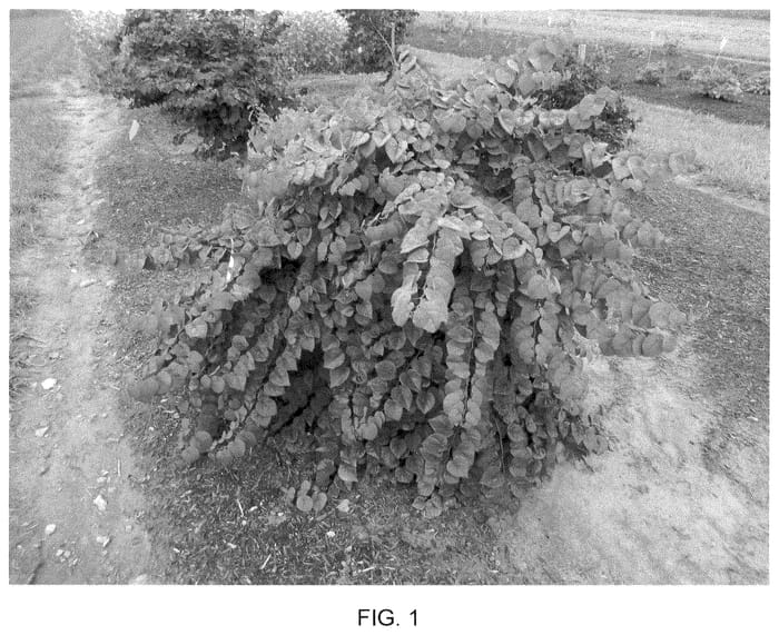 Figure 1 of US plant patent PP35634, the photograph of NC2017-9 printed in the patent.