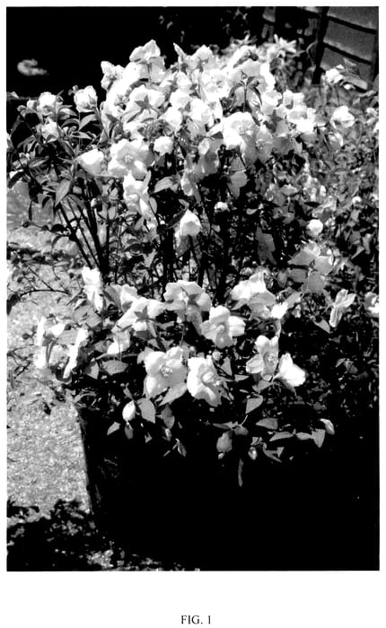 Figure 1 of US plant patent PP35635, the photograph of W1 printed in the patent.