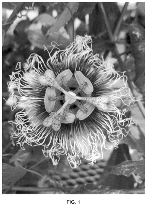 Figure 1 of US plant patent PP35636, the photograph of Wellington 101 printed in the patent.