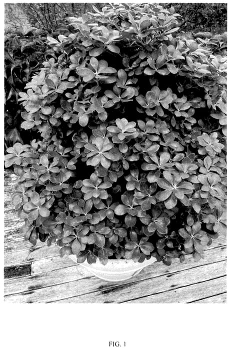 Figure 1 of US plant patent PP35637, the photograph of KFPIPB20 printed in the patent.