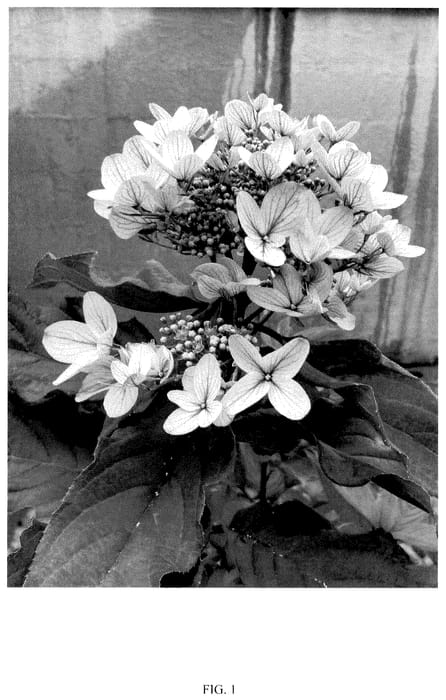 Figure 1 of US plant patent PP35638, the photograph of MDBPV1 printed in the patent.
