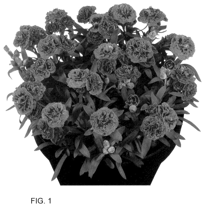 Figure 1 of US plant patent PP35639, the photograph of Hilsinclair printed in the patent.