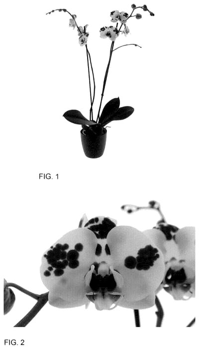 Figure 1 of US plant patent PP35640, the photograph of Escapades printed in the patent.