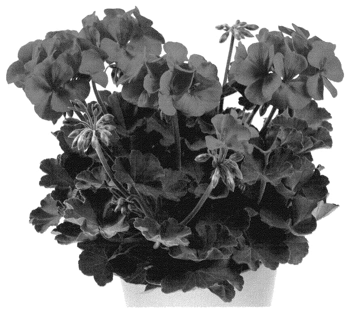 Figure 1 of US plant patent PP35641, the photograph of Pactioscarkiss printed in the patent.