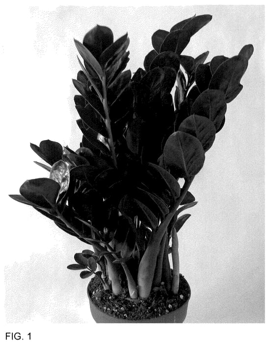 Figure 1 of US plant patent PP35642, the photograph of ZAM202201 printed in the patent.