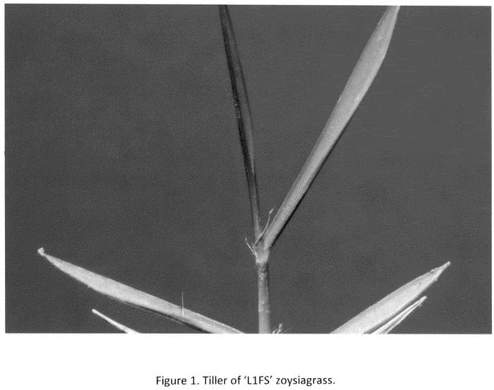 Figure 1 of US plant patent PP35643, the photograph of L1FS printed in the patent.