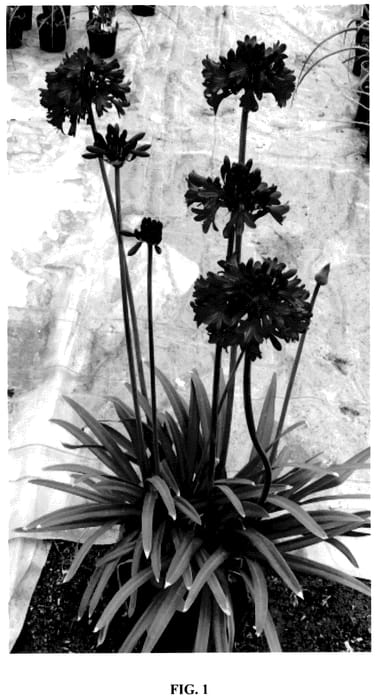 Figure 1 of US plant patent PP35644, the photograph of DWAgHyb01 printed in the patent.