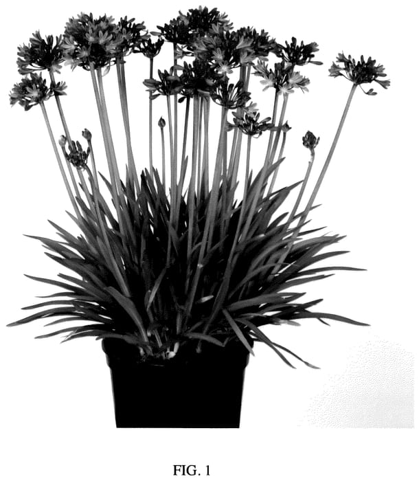 Figure 1 of US plant patent PP35645, the photograph of ZW12 printed in the patent.