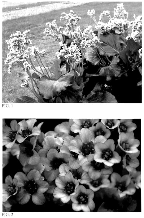 Figure 1 of US plant patent PP35646, the photograph of Peppermint Patty printed in the patent.
