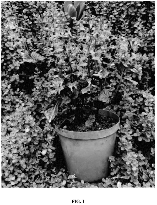 Figure 1 of US plant patent PP35647, the photograph of De Wet P printed in the patent.