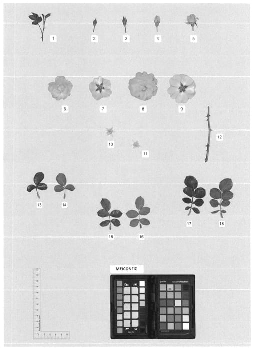 Figure 1 of US plant patent PP35648, the photograph of MEICONFIZ printed in the patent.