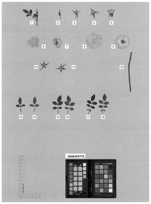 Figure 1 of US plant patent PP35649, the photograph of MEIKAPETTE printed in the patent.