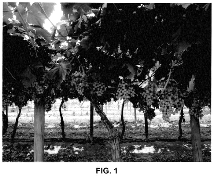 Figure 1 of US plant patent PP35650, the photograph of INIA-G4 printed in the patent.