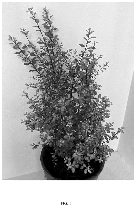 Figure 1 of US plant patent PP35651, the photograph of PITG722 printed in the patent.