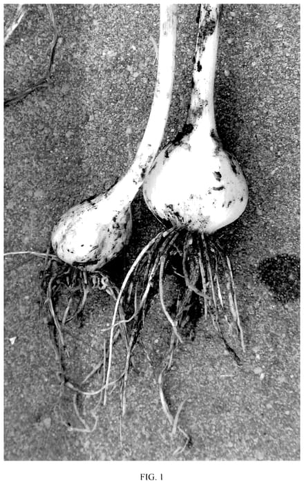 Figure 1 of US plant patent PP35652, the photograph of BGS 352 printed in the patent.