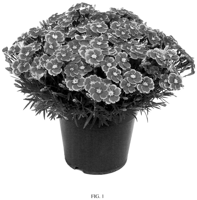 Figure 1 of US plant patent PP35653, the photograph of WP22 ELECDR printed in the patent.