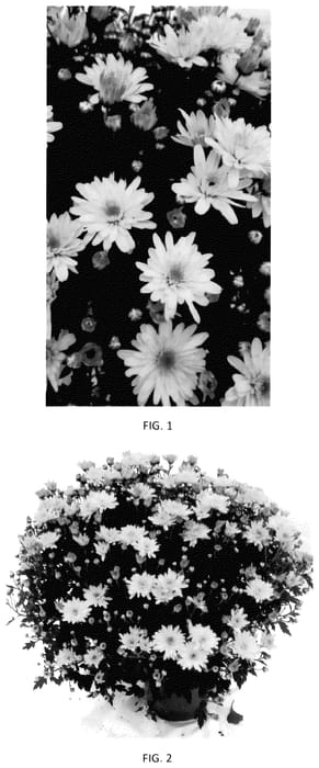 Figure 1 of US plant patent PP35654, the photograph of CIFZ0106 printed in the patent.