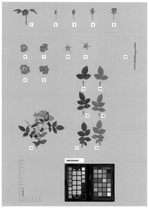 Figure 1 of US plant patent PP35655, the photograph of MEIZENDO printed in the patent.
