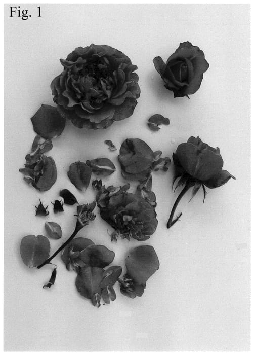 Figure 1 of US plant patent PP35656, the photograph of Poulcas065 printed in the patent.