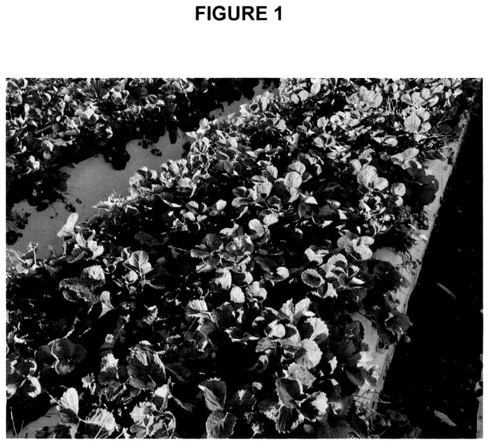 Figure 1 of US plant patent PP35657, the photograph of PE-14.145.059 printed in the patent.