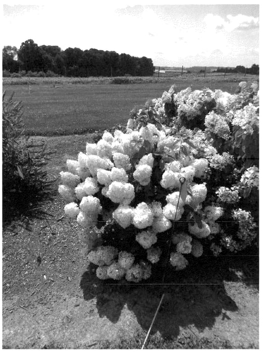 Figure 1 of US plant patent PP35658, the photograph of Pan1782hydr printed in the patent.