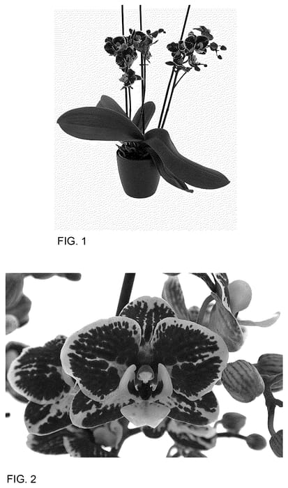 Figure 1 of US plant patent PP35659, the photograph of April Showers printed in the patent.