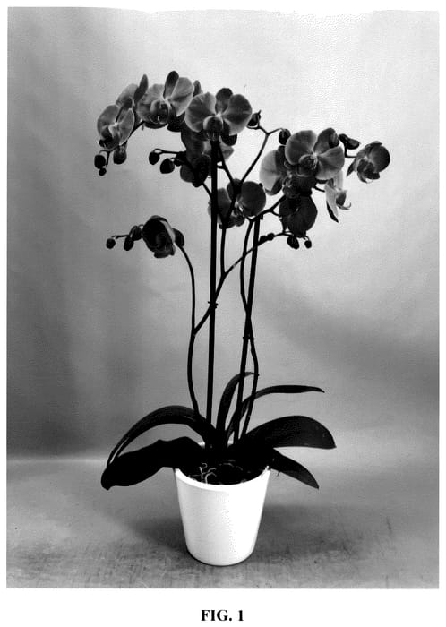 Figure 1 of US plant patent PP35660, the photograph of PHA777638 printed in the patent.